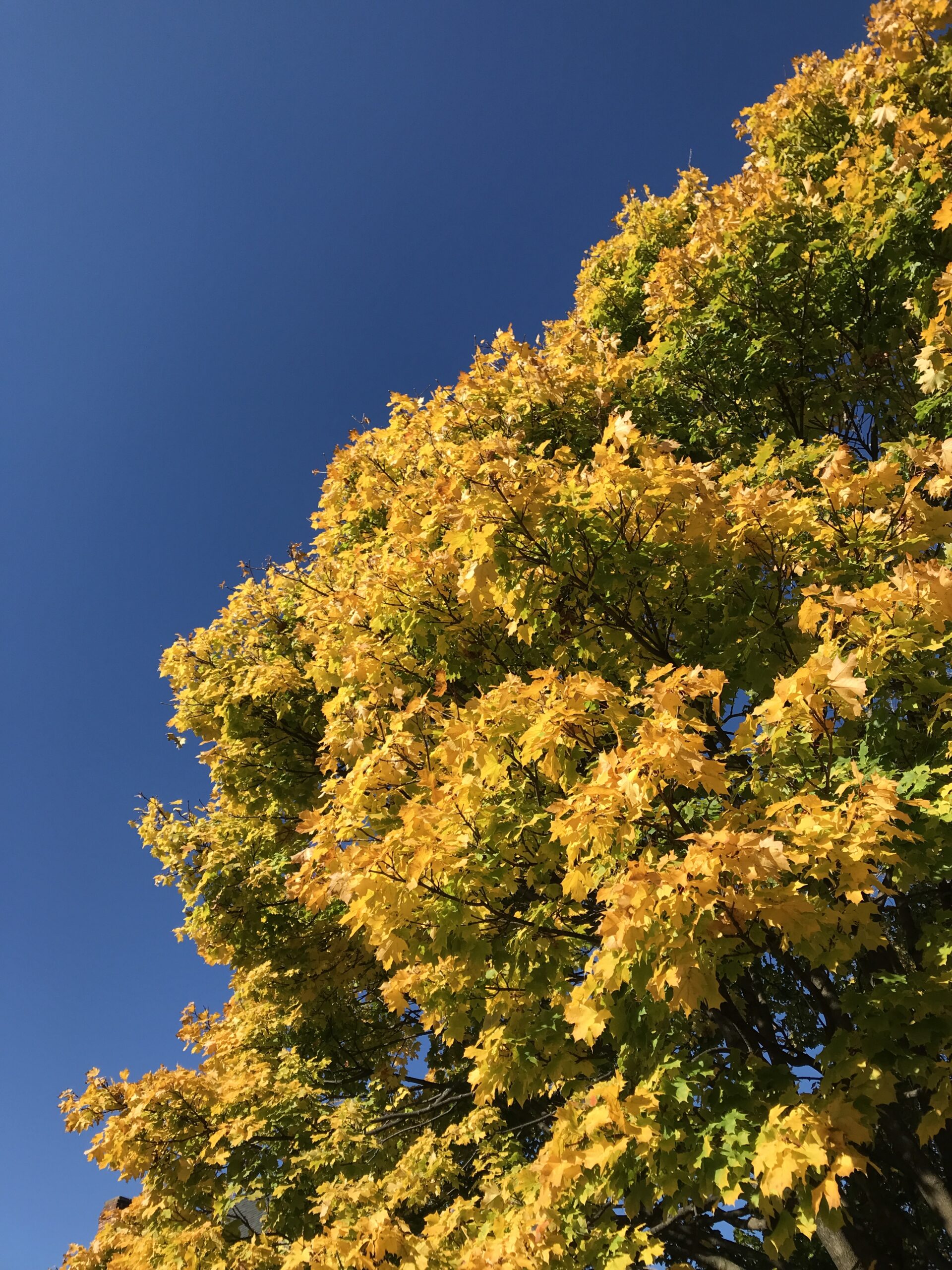 黄金に輝く紅葉と青い空